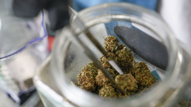 A dispensary employee measures out marijuana