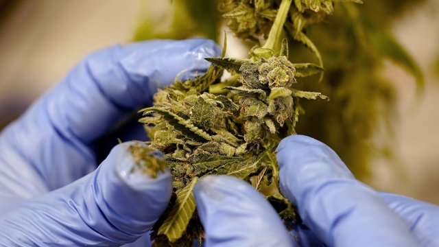 A worker pulls leaves from the flower of a cannabis plant
