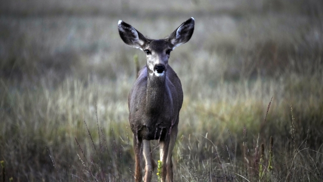 A mule deer grazes along a road along Chatfield Reservior late Sunday, Oct. 9, 2022, in Littleton, Colo.
