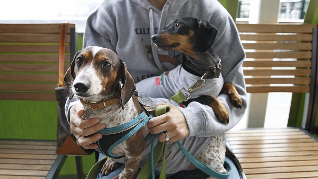 A person holds two dogs.