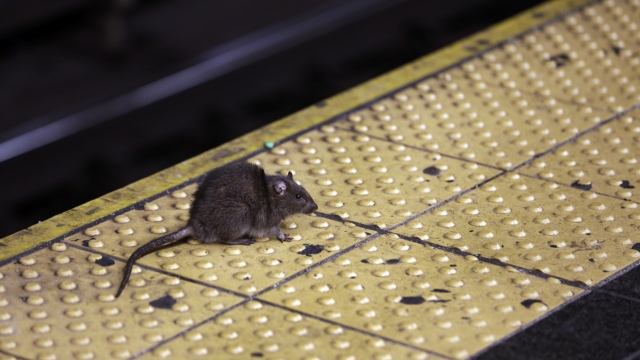 Rats Are Seemingly Taking Over U.S. Cities
