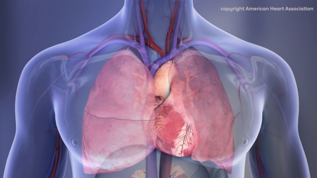 Human Chest Cavity illustration: Right lung, left lung, heart.