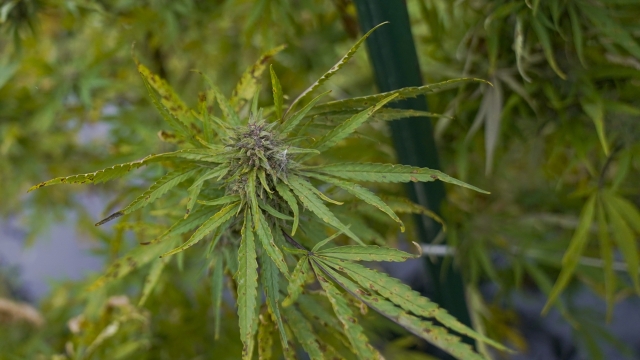 Marijuana plants ready for harvesting
