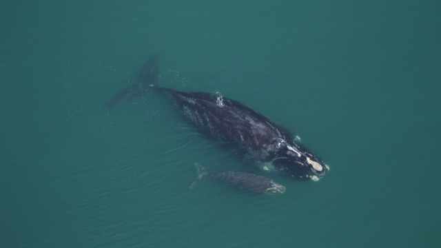 A photo from NOAA shows a right whale mom and calf.