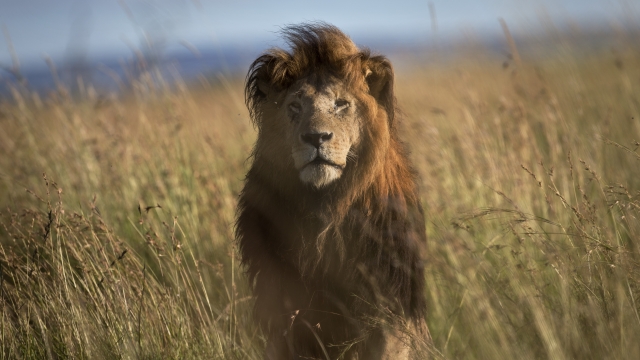 A lion raises his head above long grass.