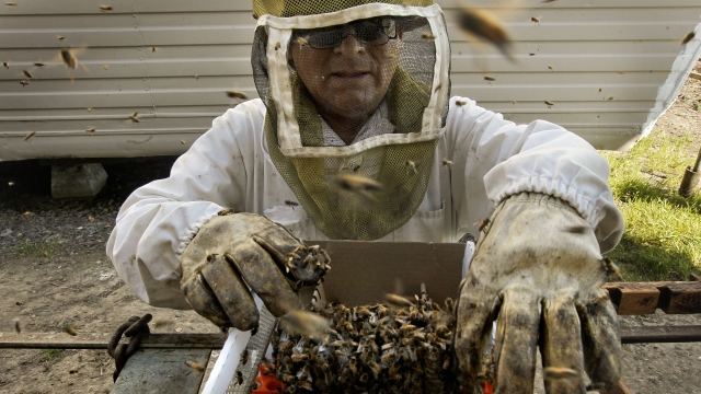 A beekeeper prepares a shipment of honey bees.