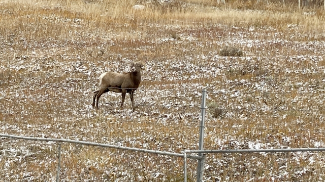 A bighorn sheep roams a contentious plot of land in Vail, Colo.