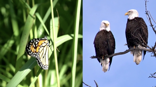 Picture of two bald eagles and a monarch butterfly