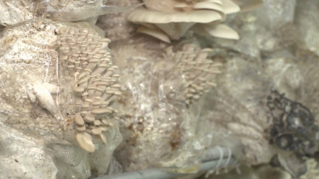 Mushrooms are shown.