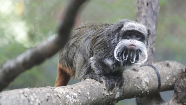 A monkey at the Dallas Zoo