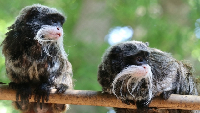 Two emperor tamarin monkeys.