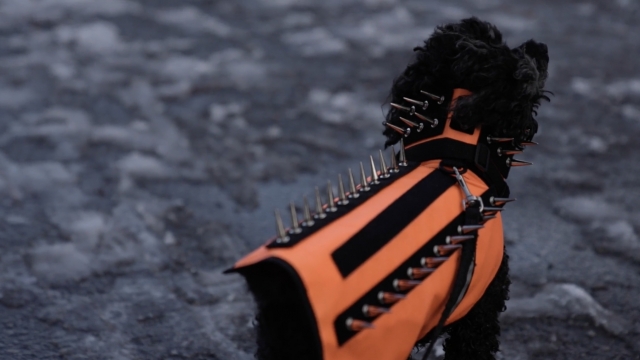 A dog wears a vest with spikes to be protected from predators