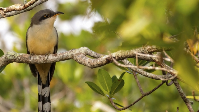 A mangrove cuckoo perched on a tree branch.