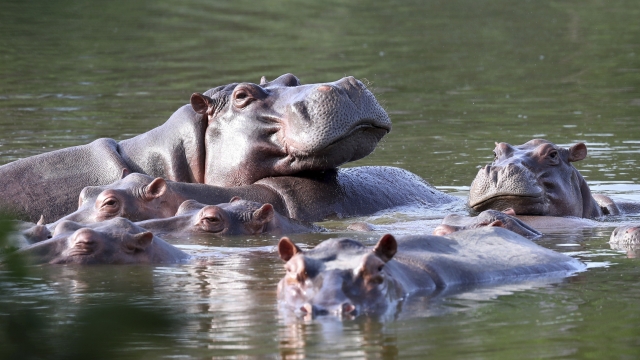 Hippos float in the lake at Hacienda Napoles Park