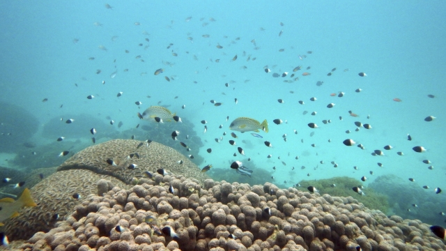 Fish swim near bleached coral.