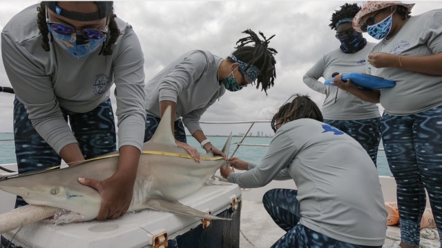 Members of Minorities In Shark Sciences take data on a shark