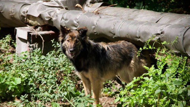 A dog in the Chernobyl area of Ukraine