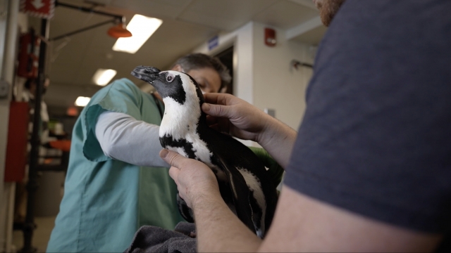 A penguin recieves care at the New England Aquarium in Boston.