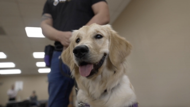 A dog working with Paws for Purple Hearts