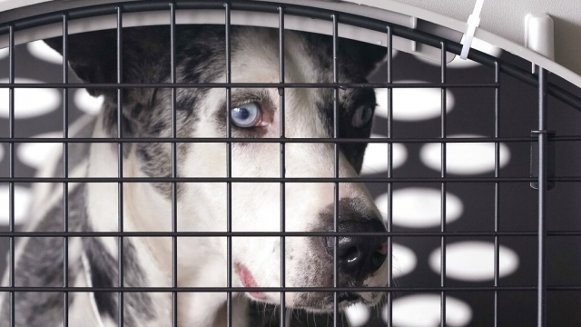 A dog is seen in a kennel.