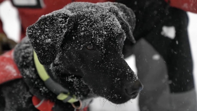 Frank, a trained avalanche dog