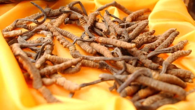 Cordyceps, in the foreground, is a parasitic fungus that grows on, and eventually kills, caterpillars