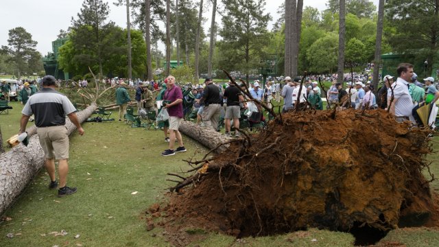 Trees fall at the Masters