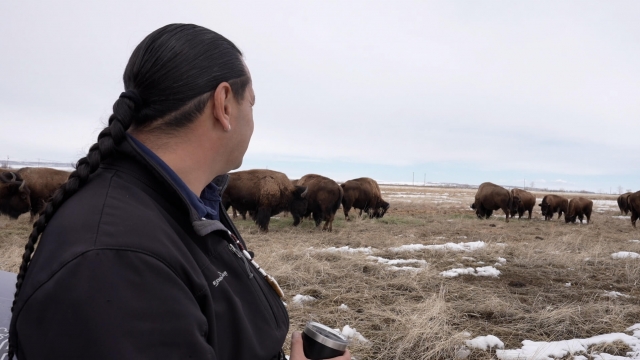 A Native American man looks at Buffalo.
