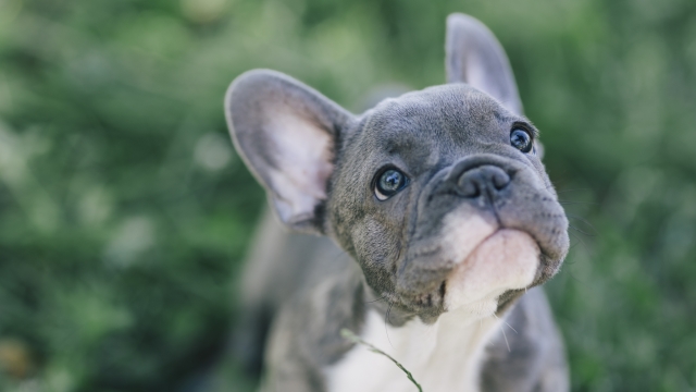 A French Bulldog is shown.