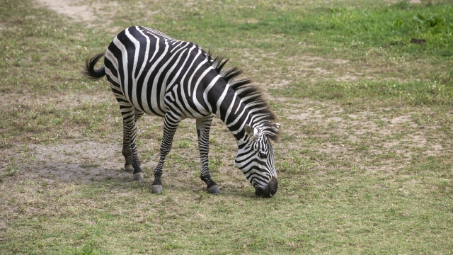 A Grant's Zebra grazes