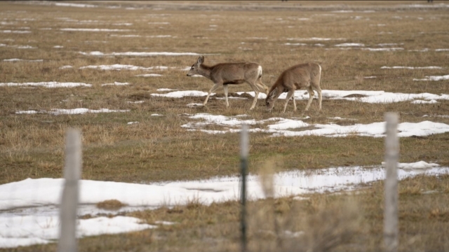 Two deer graze on a field