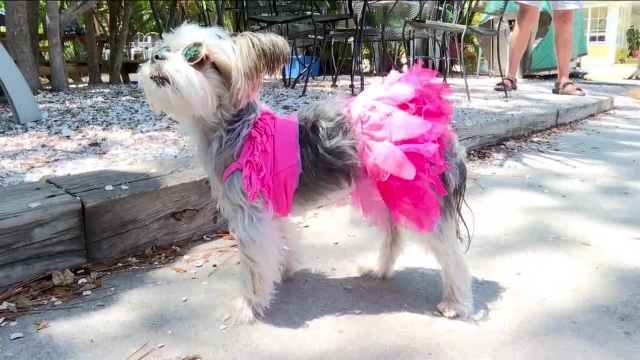 Gulfport designer Tailor Sallee creates dog bikinis.