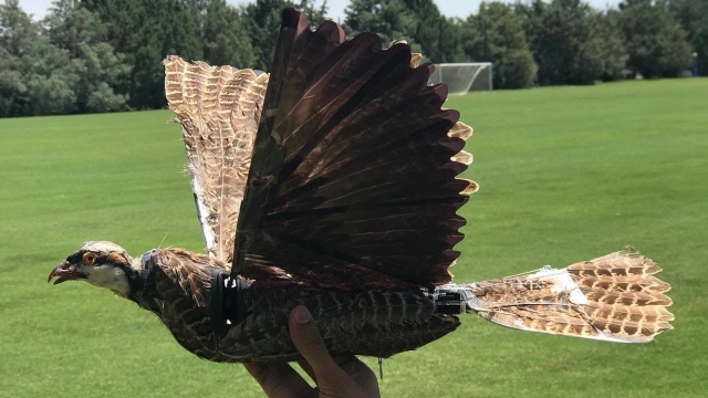 A taxidermy bird drone