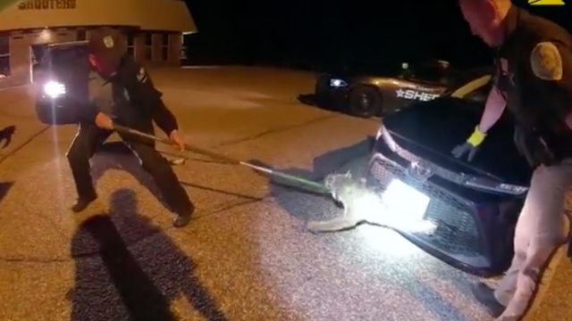 Officers try to get a bobcat from under a car.