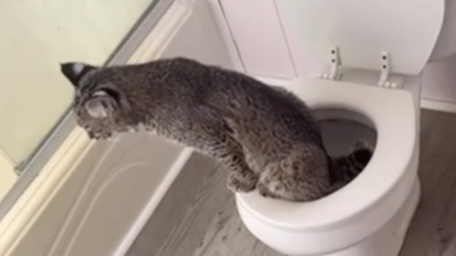 Bane, a Kentucky family's pet bobcat, was potty-trained on their toilet.