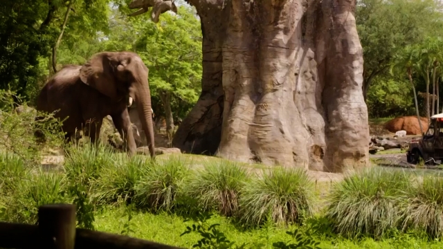 Animal Kingdom's elephant Mack.