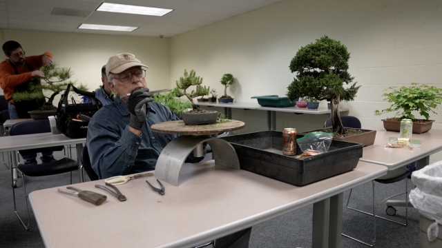 A man maintaining a bonsai tree