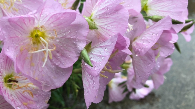 Wet purple summer flower