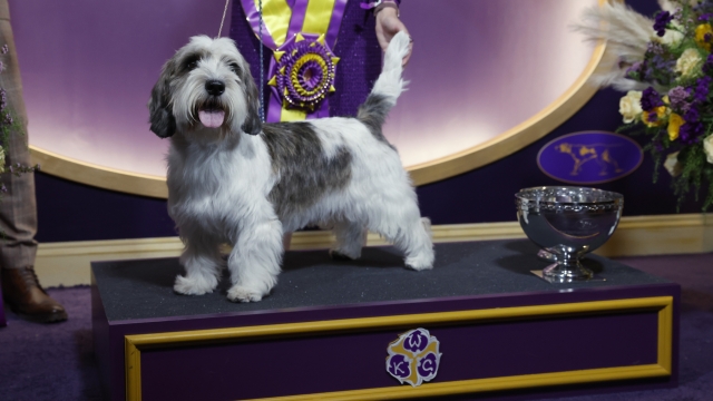 Buddy the Petit Basset Griffon Vendéen wins Best in Show at the Westminster Kennel Club Dog Show.