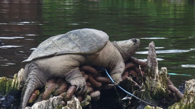 The turtle known as Chonkosaurus is shown.
