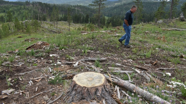 A tree stump at a logging site