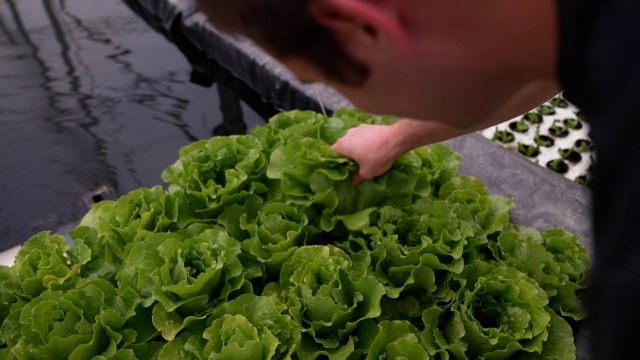 Aquaponics lettuce farming.