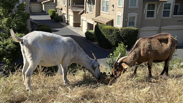 Goats graze on dry grass.