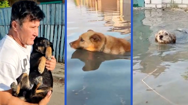 Dogs rescued from floodwaters in Ukraine