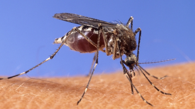 A mosquito stands on human skin.