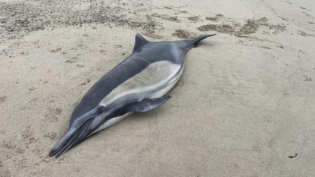 Dead dolphin washing up on the shore