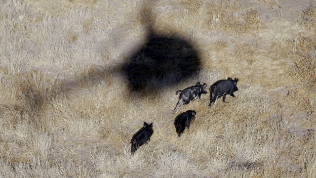 Shadow of a helicopter hovering over feral hogs in a field.