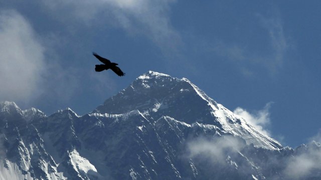 Bird flies near Mount Everest.