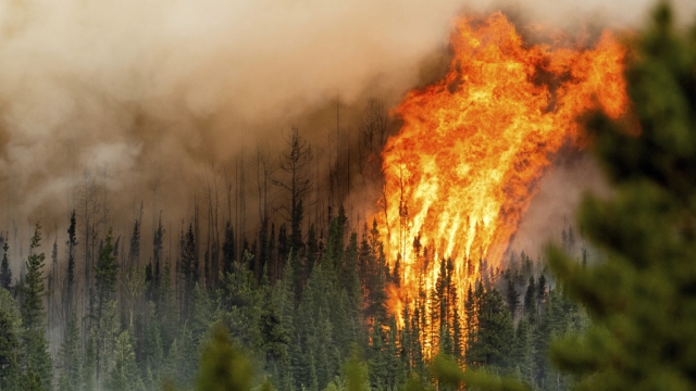 Flames from a wildfire burn in British Columbia.