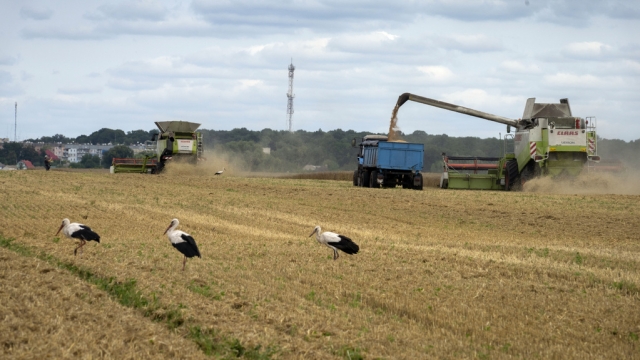 Storks walk in a wheat field.